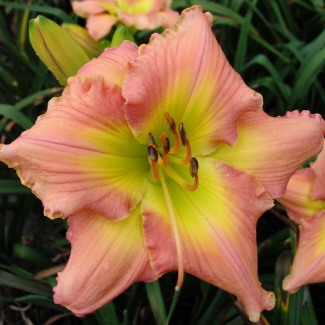 peach margarite